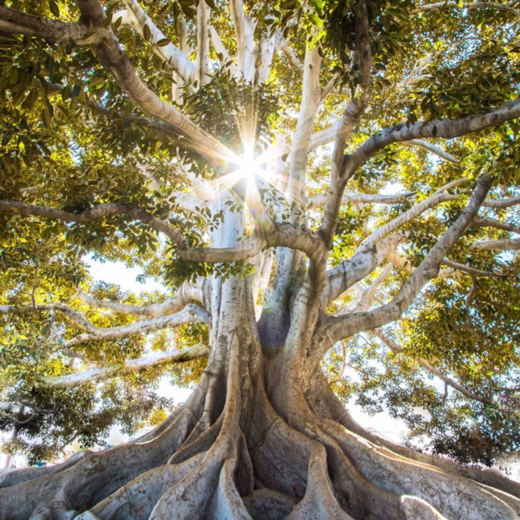 ginnymetheral tree background