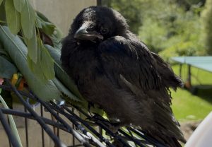 Edgar Allen Crow as a baby