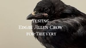 testing edgar allen crow for thievery